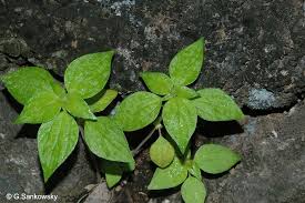 Image result for Pouzolzia guineensis