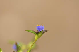 Image result for Cyanotis vaga