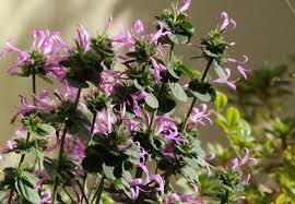 Image result for Hypoestes aristata