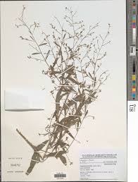 Image result for Indigofera paniculata