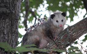 The Opossum Our Marvelous Marsupial The Social Loner Wildlife Rescue League