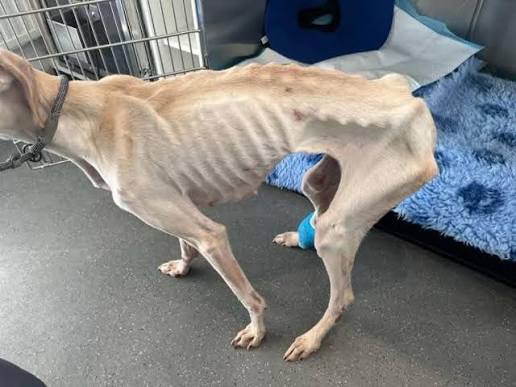 RSPCA TAKE IN SKINNIEST DOG THEY'VE EVER SEEN 💔 🐕 Peanut is the skinniest  dog that the #RSPCA has ever seen alive, after she was found  heartbreakingly abandoned down a ditch on