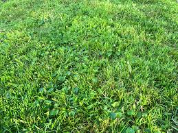Overseeding—as part of a comprehensive, proactive plan—keeps lawns looking great. Atrocious Yard On Life Support Missouri 6b The Lawn Forum