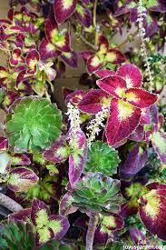 Growing , caring and propagation method of coleus plants or plectranthus plants are discussed here with full details and at the same time pinching method is. Why I M Letting My Ginormous Coleus Flower Like Crazy This Year