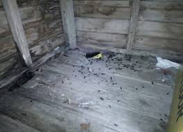 Species of rats are found throughout the order rodentia, but stereotypical rats are found in the genus rattus. Pest Control For Rats How To Get Rid Of Rats Dublin