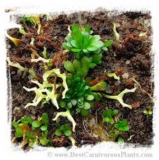 Image result for Genlisea margaretae