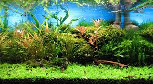 Maybe you would like to learn more about one of these? Bodendecker Im Aquarium 16 Pflanzen Fur Den Aquariumrasen