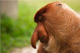 Proboscis Monkey Sleeping Proboscis Monkey Monkeys Funny Primates