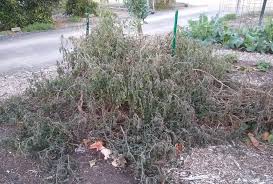 We did not find results for: When To Plant Tomatoes In Southern California Greg Alder S Yard Posts Southern California Food Gardening