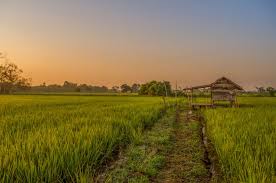 2 sdm bawang merah goreng. Gubuk Tengah Sawah Kompasiana Com
