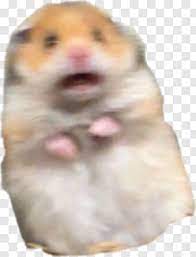 Browse and download hd hamster png images with transparent background for free. Hamster Hamster Meme Transparent Png 1024x1339 11207198 Png Image Pngjoy
