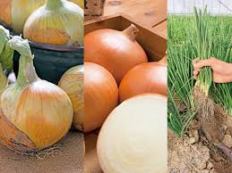 プロに聞く タマネギ 玉ねぎ の栽培方法とおすすめ品種 トウ立ちを防ぐに