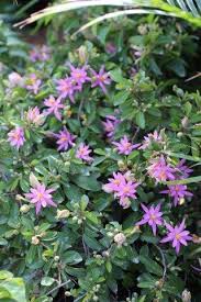 Image result for Grewia afra