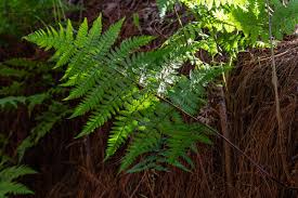 Image result for Dryopteris pentheri