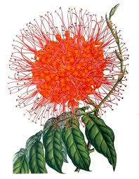 Image result for Saraca