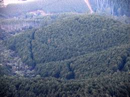 Image result for Schistostephium crataegifolium