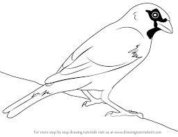 Check spelling or type a new query. Learn How To Draw A House Sparrow Birds Step By Step Drawing Tutorials