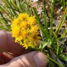 Image result for Solidago