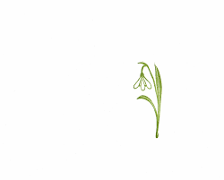 A Stamp A Day Birth Flower Tattoos Engraving Tattoo Lily Flower Tattoos