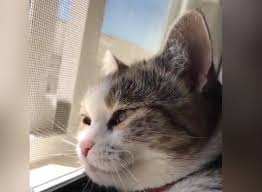 Yavas Cekimde Kedi Esnemesi