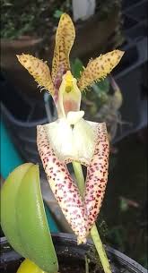 Image result for Bulbophyllum comatum