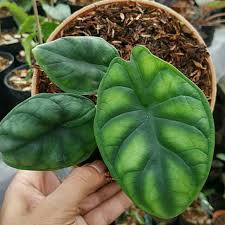 Discover the magic of plants! Alocasia Baginda Dragon Scale Shopee Indonesia