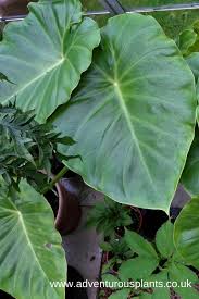 Image result for Remusatia