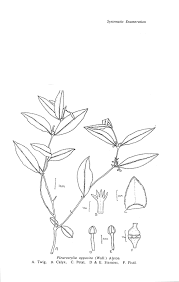 Image result for Pleurostylia