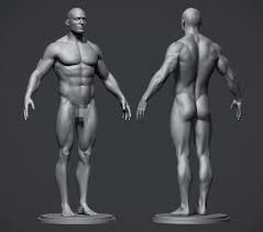 Male anatomy & arousal course synopsis: Artstation Male Anatomy Reference Model