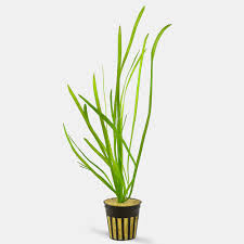 Image result for Vallisneria