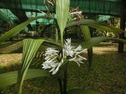 Image result for Corymborkis corymbis