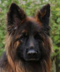 Prenez d'abord connaissance des caractéristiques de ce chien, son caractère ainsi que ses conditions de vie. Club Chien Berger Allemand Abapl Amicale Association Bergers Allemands Poils Longs