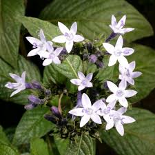 Image result for Pentas zanzibarica