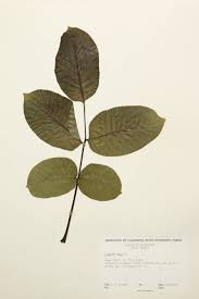 Image result for Juglandaceae