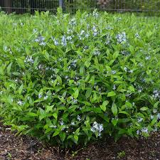 Image result for Tabernaemontana odoratissima