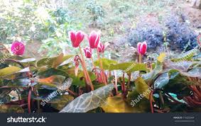 Image result for Cyclamen parviflorum