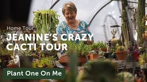 Image result for Synadenium cameronii