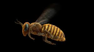 Pin By Happywhale Vfx On Flying Honey Bee In 2020 Bee Happy Whale Side View