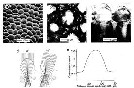 What is an epidermal inclusion cyst? Osa Epidermal Cells Functioning As Lenses In Leaves Of Tropical Rain Forest Shade Plants