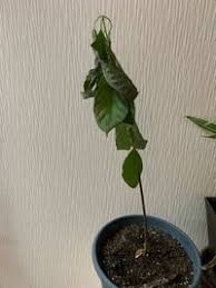 アボカドの茎が７５ｃｍにもなったのですが あまり葉が生えておりません Yahoo 知恵袋