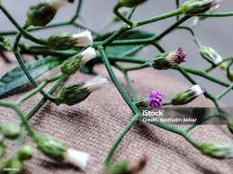 Image result for Vernonia cinerea