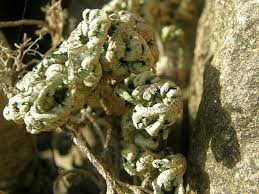 Image result for Selaginella imbricata