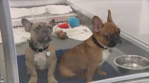 With their breeder, waiting for you! Paws Chicago Partnering With French Bulldog Rescue To Care For 20 Neglected Dogs Abandoned At Wareho Youtube