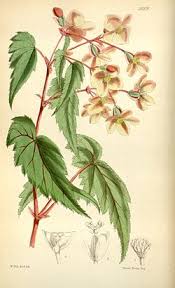 Image result for Begonia sutherlandii