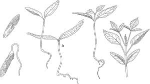 Image result for Trichopteryx fruticulosa