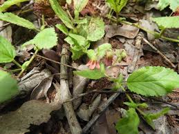 Image result for Hermannia quartiniana