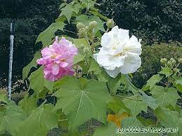 Confederate Rose Hibiscus Mutabilis Hibiscus Planting Flowers Plants