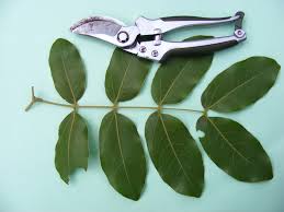 Image result for Julbernardia paniculata