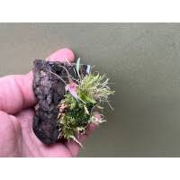 Image result for Microglossa