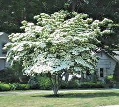 Maybe you would like to learn more about one of these? Cornus Kousa Chinese Dogwood Tree White Flowers Red Fruit Plant Seed 10 Seeds 6 99 Picclick Kousa Dogwood Tree Dogwood Tree Landscaping Dogwood Trees